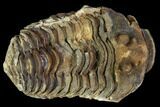 Fossil Calymene Trilobite Nodule - Morocco #106625-1